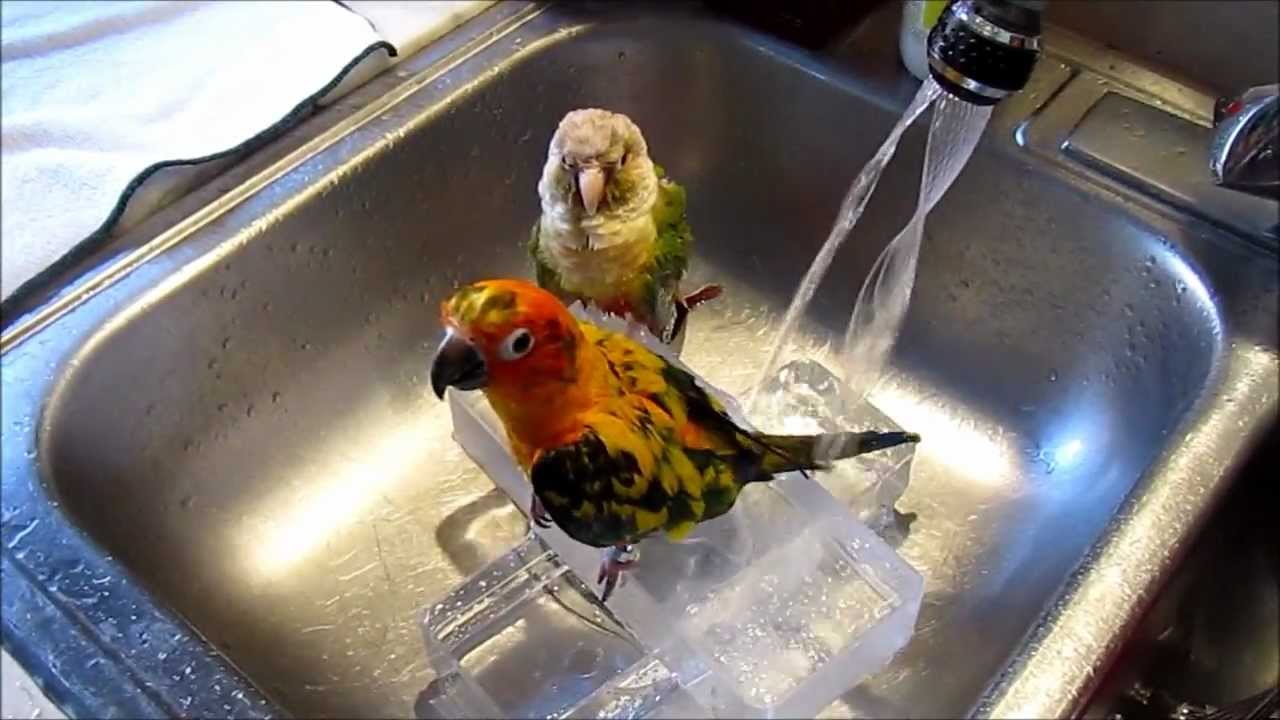Sun Conure and green cheeks bathing time YouTube