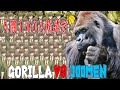 https://youtu.be/l8C2PQyKS2Q