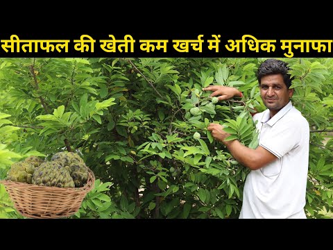 सीताफल की खेती कम लागत में मुनाफा || sitafal ki kheti kese kare || Custard Apple Farming in india