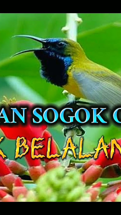 MASTERAN SOGON NEMBAK BELALANG EMAS #sogokontongjuara #sogokontonggacor #sogokontonggacordor