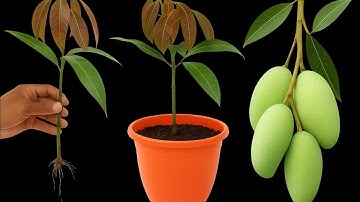 SUPER SPECIAL way to propagate mango using only aloe vera to help the tree produce fruit super fast,