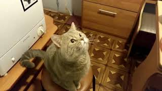 Взорвал интернет! Кот разговаривает, говорит жрать мама МАаа МАааа :(( Вы помните это? Фейк.