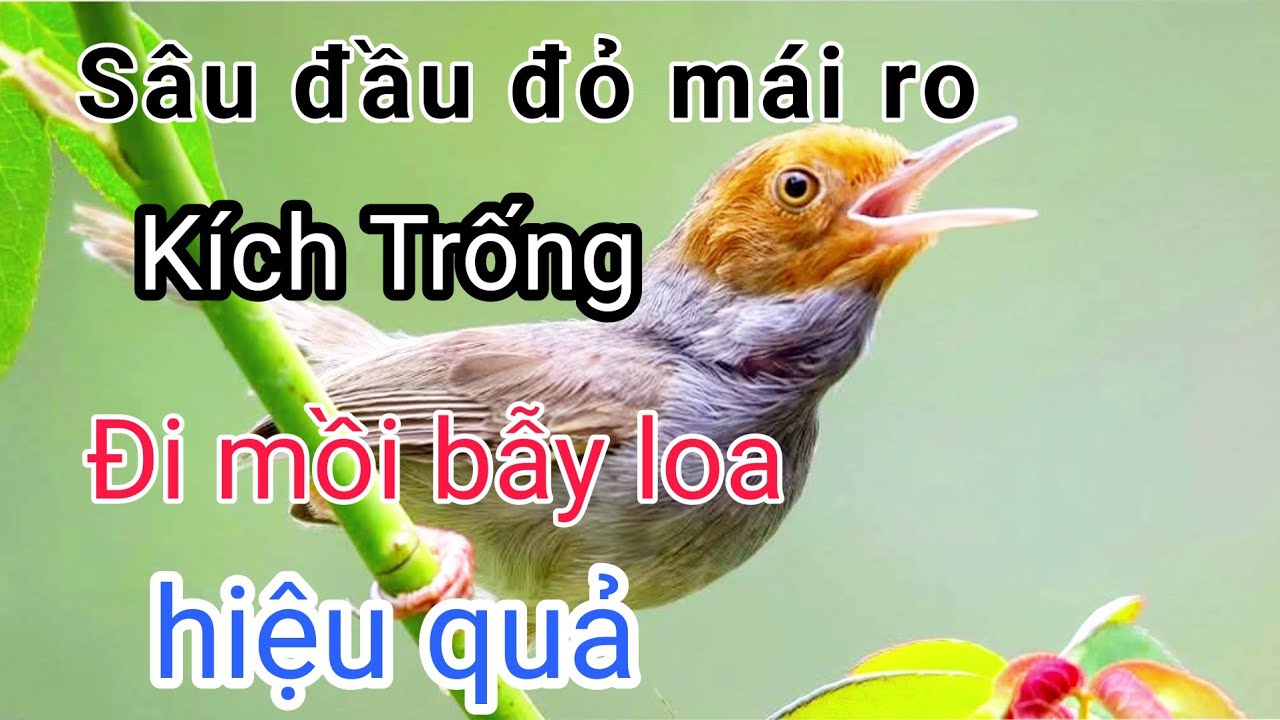 #sâuđầuđỏmái Sâu đầu đỏ mái kích trống | Tiếng sâu đầu đỏ mái mồi | sâu đầu đỏ mái mồi | sâu đầu đỏ