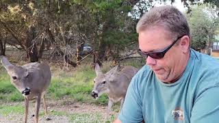 : Feeding Deer in Texas