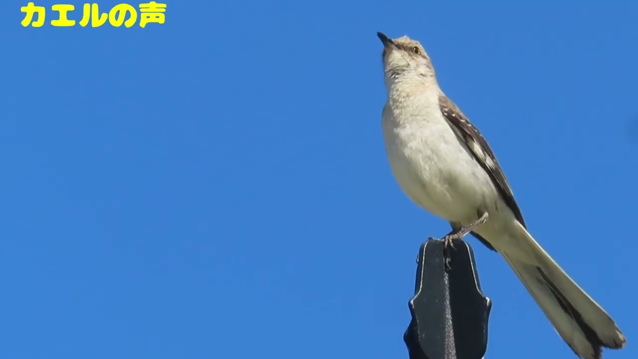 マネシツグミ_2_アメリカ_Brown Thrasher - YouTube