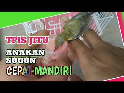 Video: Kapan uk mandiri dalam makanan?