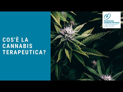 Video: Cos'è la cannabis? Varietà di cannabis e uso in medicina