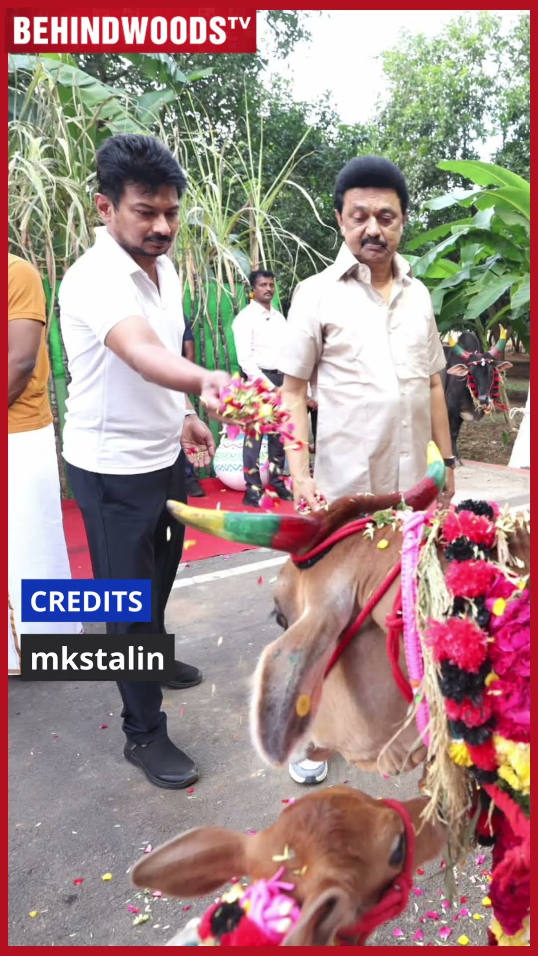 'Udhay அப்பா நான் மாட்டுக்கு தீனி வைக்குறேன்..' ? Cute CM வீட்டு பொங்கல் Celebration