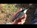 The nuthatch who came to visit