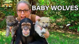 BABY CHIMPANZEE MEETS BABY WOLVES!