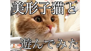 تحميل き にゃ こ