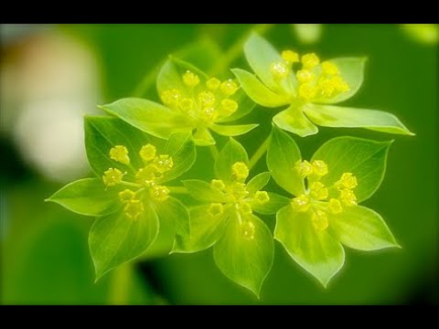 Video: Chinese Herb Plant Info - Growing Bupleurum In The Garden