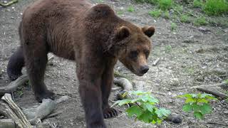 Brown Bears wandering and playing at The wild place project Bristol 4K