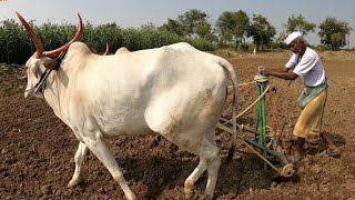 | बैलांनची शेती | रामचंद्र देशमुख | सांगोला | सोलापूर | खिल्लार बैल जोड | khillar cow |