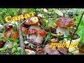 Салат грибной. Из сушёных грибов. Видео рецепты от Борисовны.