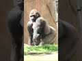 Frank and Monroe 🔥🔥#ゴリラ #gorilla #animals