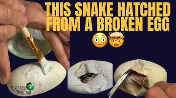 This Snake Hatched From A Broken Egg! 