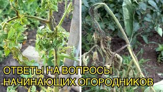 видео: Чернеют листья и стебель томата - здесь без сильных фунгицидов не обойтись. картинка: Чернеют листья и стебель томата - здесь без сильных фунгицидов не обойтись.