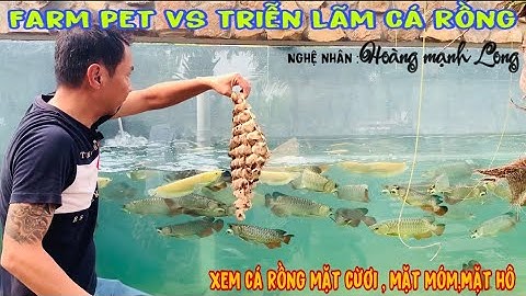 Xem Farm Pet và hồ nuôi cá Rồng siêu khủng độc nhất Việt Nam của NN Hoàng Mạnh Long-Thái Salem