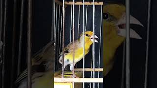 Mule goldfinch singing / Mixto Jilguero canto limpio #shorts #birds #goldfinch