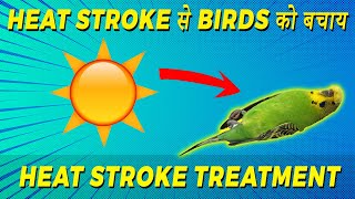Heat Stroke Treatment for Birds | How to prevent Heat Stroke of Birds? Symptoms | Happy Budgies