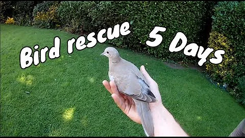 First Bird Rescue "How to take care of an injured bird"