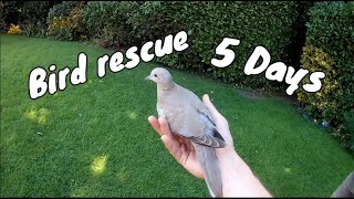 First Bird Rescue 'How to take care of an injured bird'