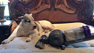 Laid Back Deaf Great Dane Lounges On the Bed While It's Vacuumed