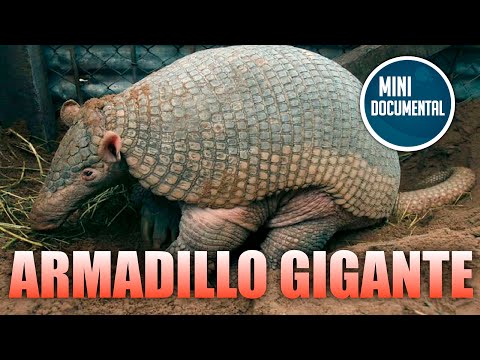 Video: Armadillo gigante: descripción animal, hábitat