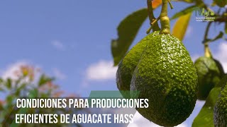 Condiciones para producciones eficientes de Aguacate Hass  TvAgro por Juan Gonzalo Angel Restrepo