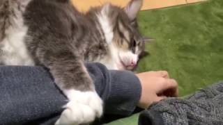 甘えた声を出して噛む猫 ノルウェージャンフォレストキャットcat chews with a cute voice.Norwegian Forest cat.