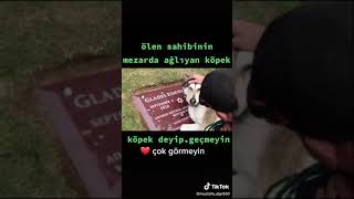 Herkesin Gözlerini Doldurdn Duygusal (It Ölen Sahibinin Mezari Usde Aglayir) Resimi