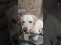 viral#video#labradog#funny#comedy#video#doglover#please#subscribe