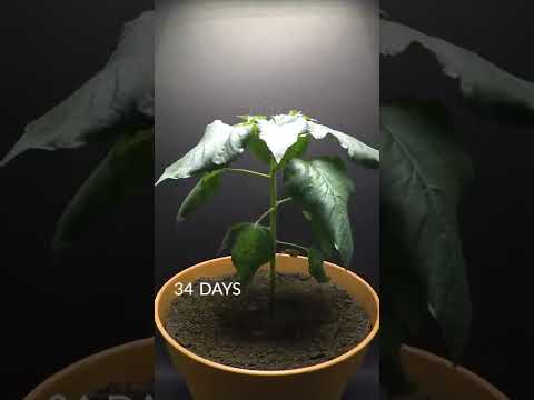 Видео: Популярные сорта подсолнечника: узнайте о различных видах растений подсолнечника