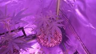 Home grow tents update