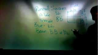 Step-by-Step Punnett Squares