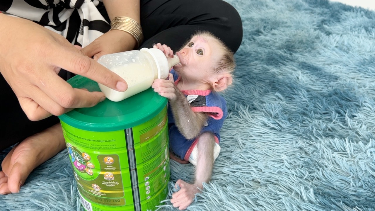 Smarty Baby Tauch Sit Drinking Milk Himself After Done Clean Up