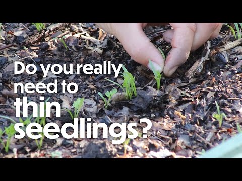 Videó: Mit jelent a „vékonyan vetni”: Útmutató a kertek vékony magtávolságához