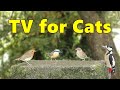 Cat TV 4K ~ Birds for Cats to Watch Delight ⭐ 8 HOURS ⭐