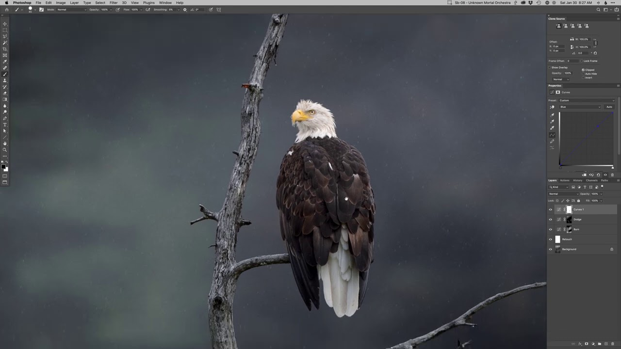 Realtime Edit - Bald Eagle