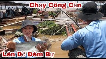Câu Cá Tra ,Cá Dồ Đém , Mùa Nước Đỗ Dính Toàn Cá Bự Quá Phê | Trần Đại Fishing | #31