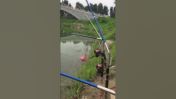 Cần câu máy tự động - best automatic fishing rod 2m1 #fishing #shorts #7