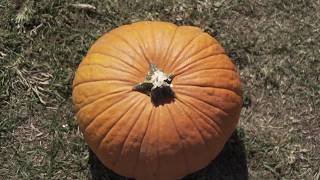 CBD 2017 Pumpkin Patch Party!