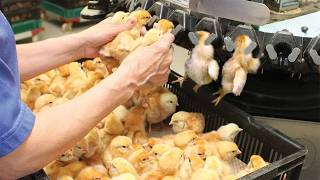 How Millions Of Chickens Are Raised - Advanced Hatchery & Poultry Processing Revealed