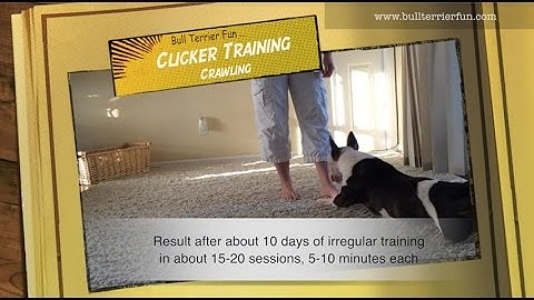 Crawling, part 3 - Clicker Training with Bull Terrier Mila