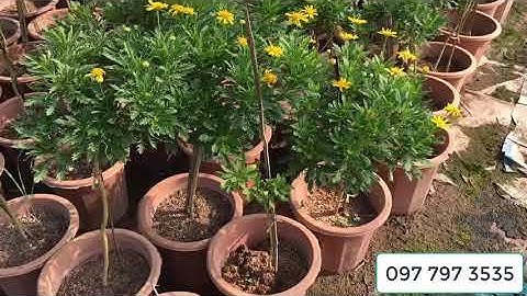 Bán cây hoa cúc gỗ thoát thân, thân tree 097 797 3535