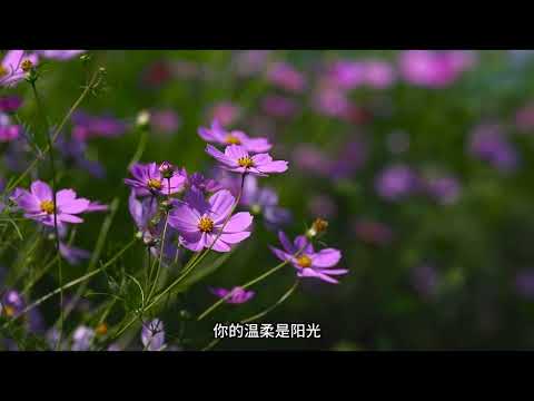 花香 许绍洋