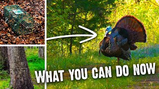 How To Increase Turkey Numbers on Your Property (796)