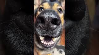 Doesn’t matter #gsd #jasonbanks #jasonbankscomedy #fyp #dog #dogsoftiktok #derekbanks #dogs #germa Doesn’t matter #gsd #jasonbanks #jasonbankscomedy #fyp #dog #dogsoftiktok #derekbanks #dogs #germa