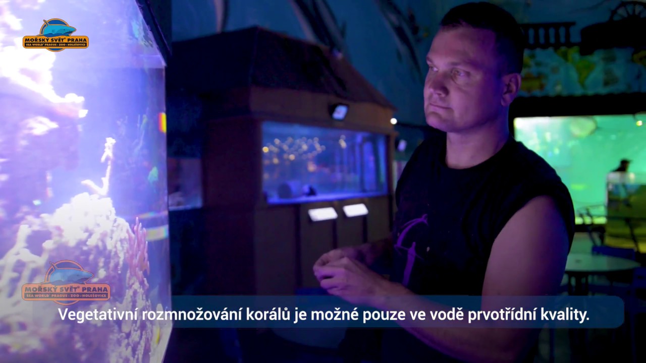 Vkládaní Korálu Mořský svět